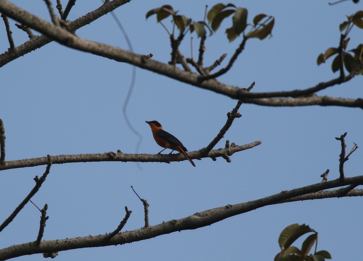 Snowy-crowned Robin-Chat - ML622549948