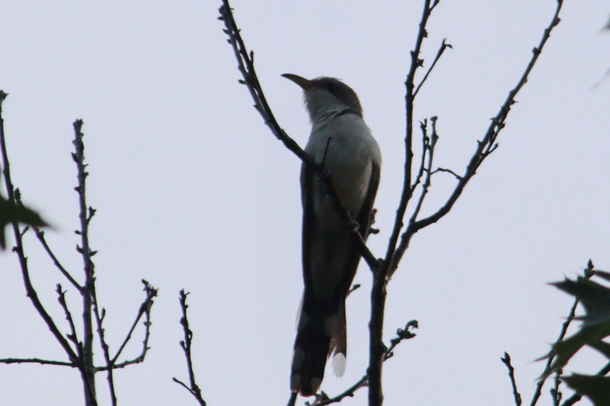 Yellow-billed Cuckoo - ML622549988