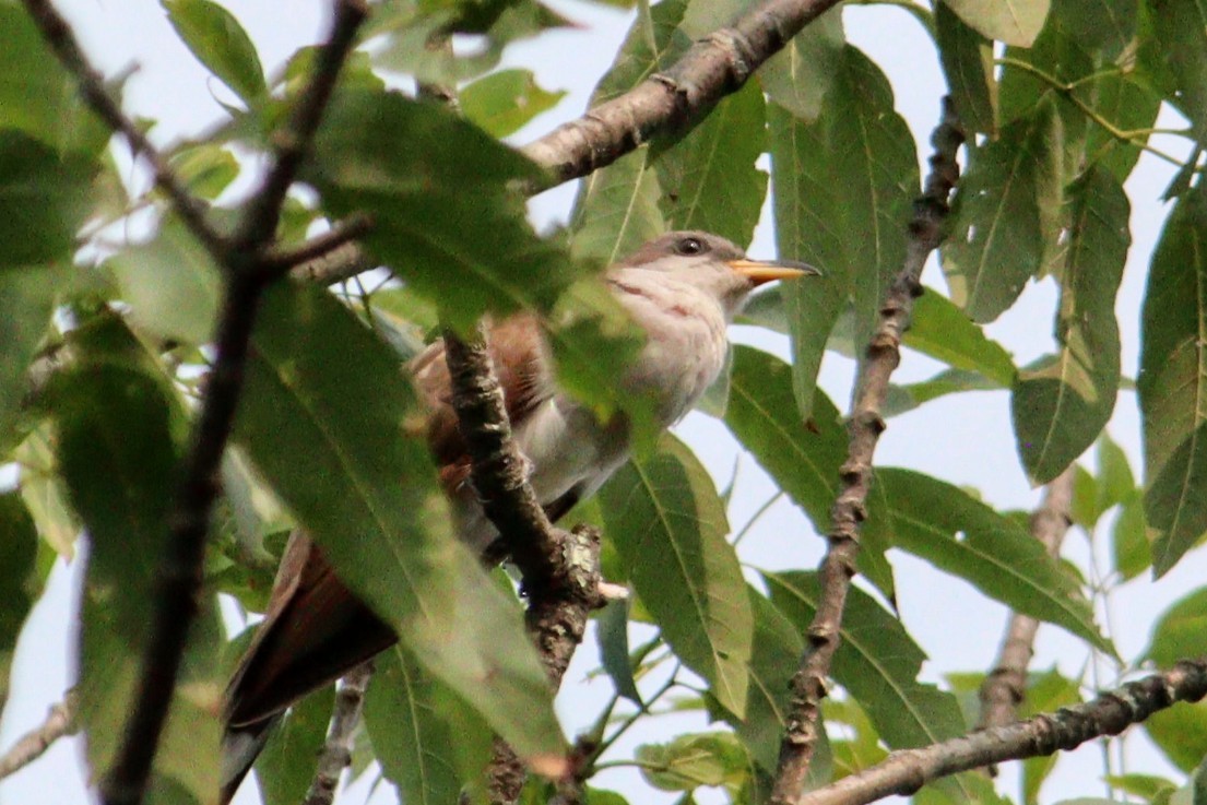 Yellow-billed Cuckoo - ML622549989