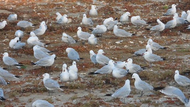 Audouin's Gull - ML622550037