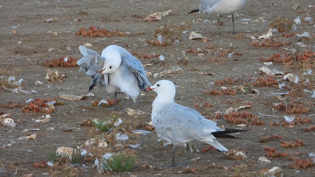 Audouin's Gull - ML622550040