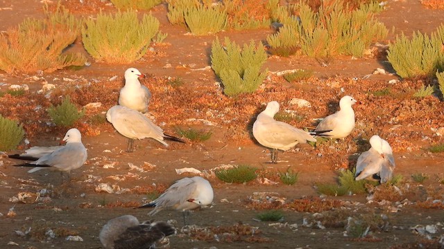 Audouin's Gull - ML622550042