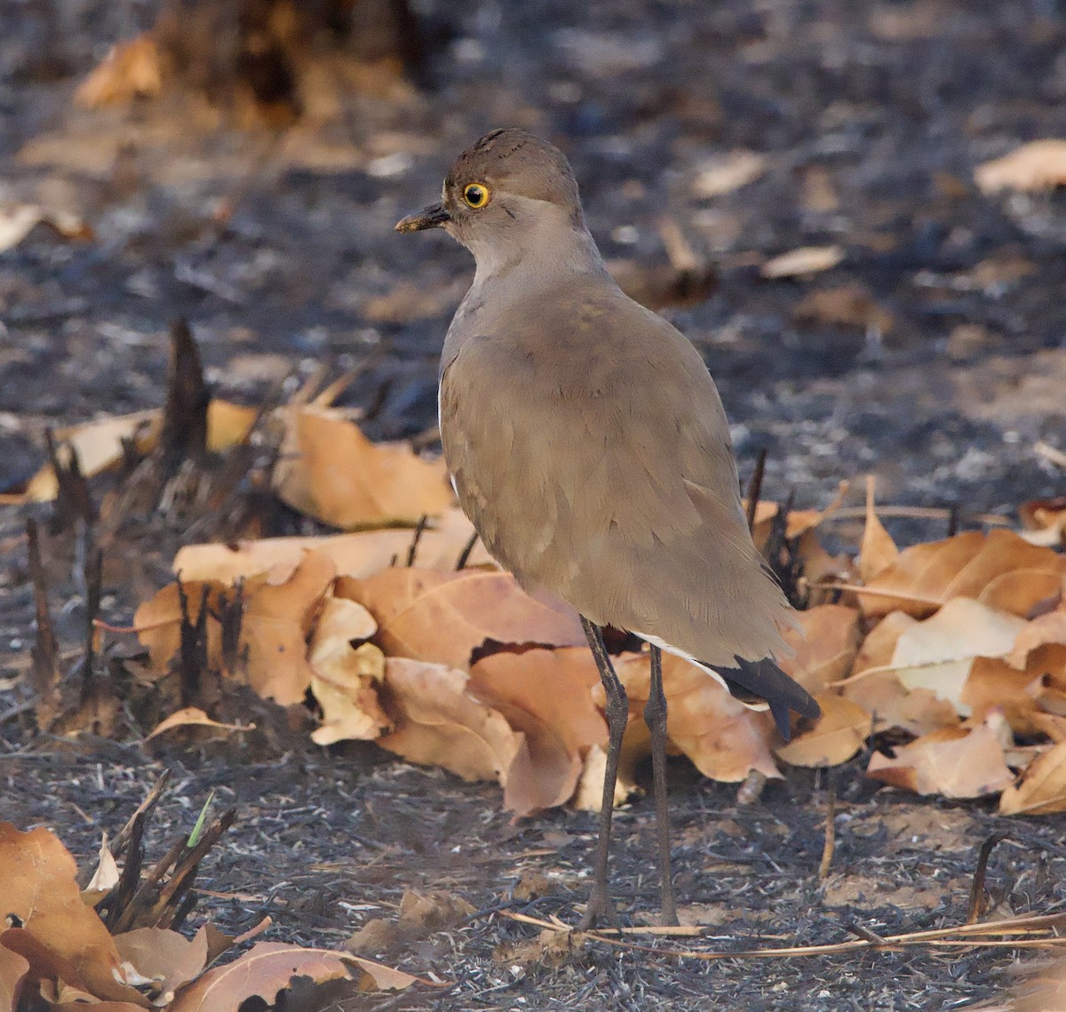 Senegal Lapwing - ML622550098