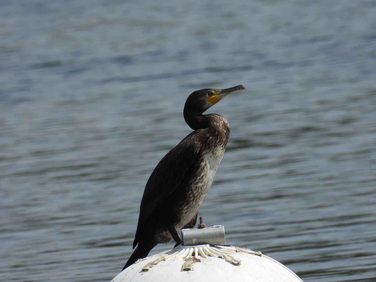 Тураг гогой - ML622550120