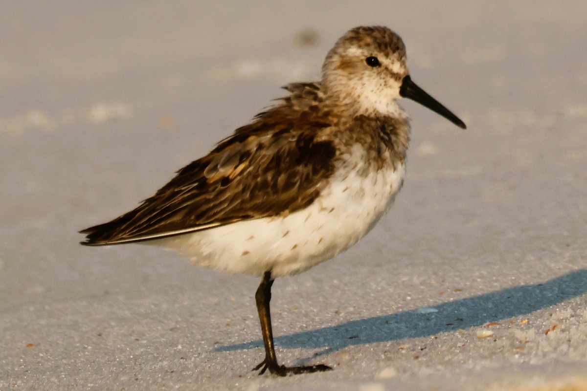 Western Sandpiper - ML622550124