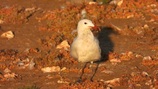 Audouin's Gull - ML622550145