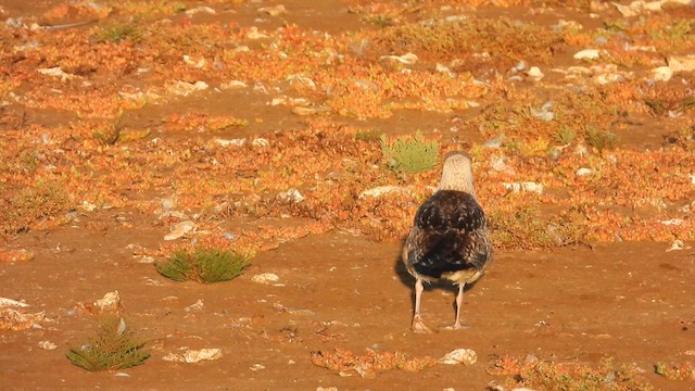 Audouin's Gull - ML622550153