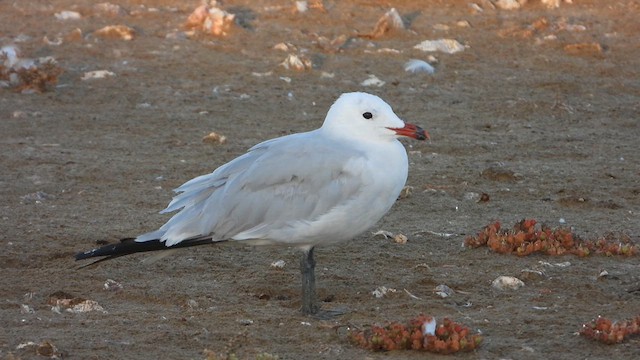 Audouin's Gull - ML622550159