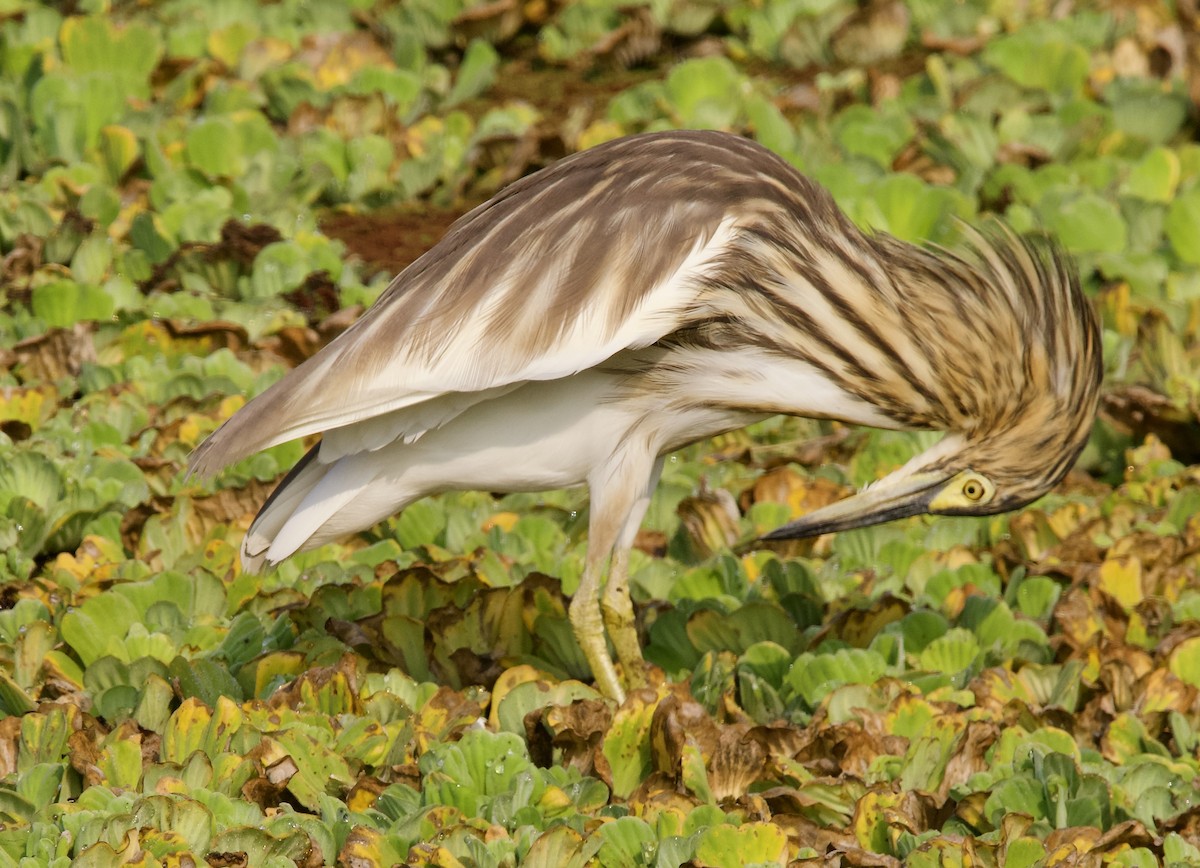 Malagasy Pond-Heron - John Gregory