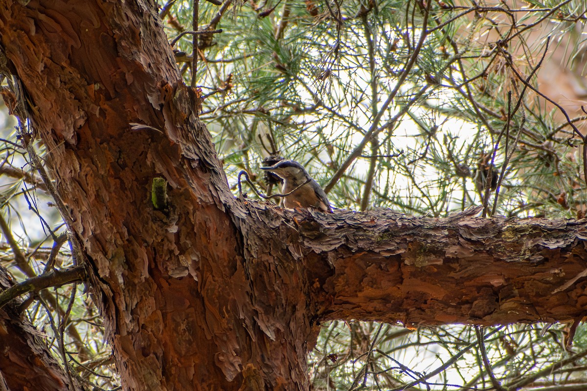 Eurasian Nuthatch (Western) - ML622550170