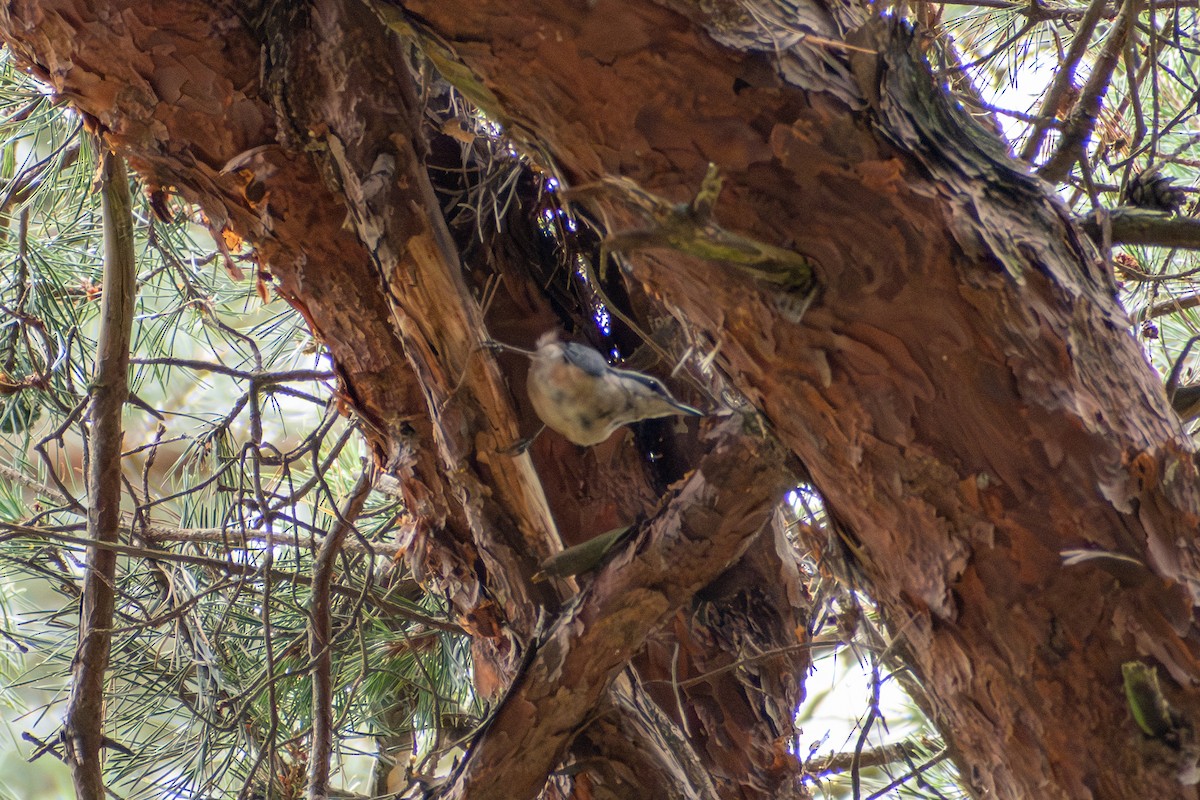 Eurasian Nuthatch (Western) - ML622550171