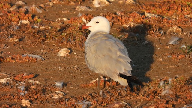 Audouin's Gull - ML622550187