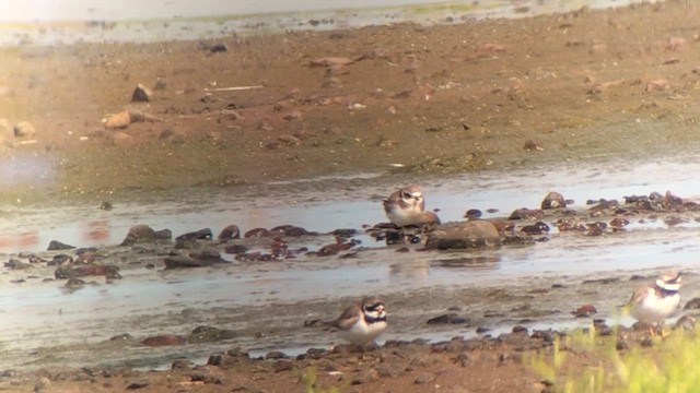 Common Ringed Plover - ML622550262