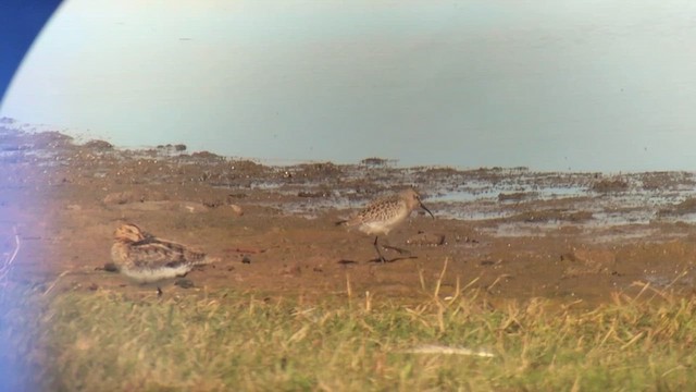 חרטומית ביצות - ML622550285