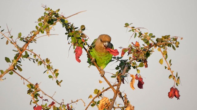 Brown-headed Parrot - ML622550323