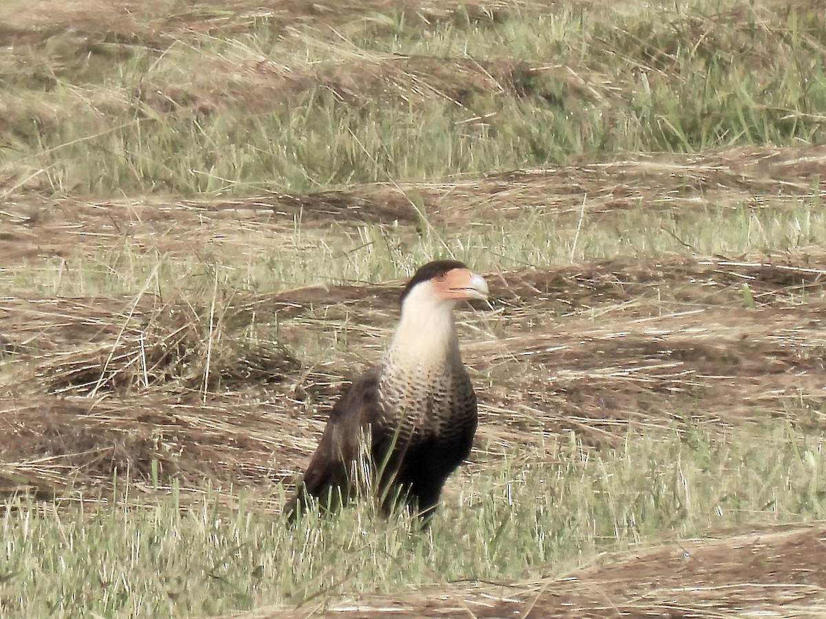 Crested Caracara - ML622550343