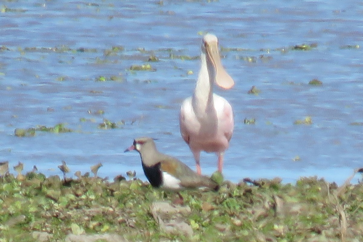 Espátula Rosada - ML622550413