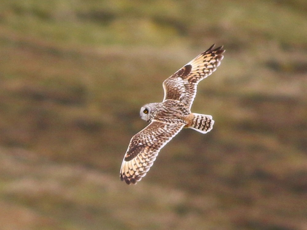 Short-eared Owl (Northern) - ML622550458