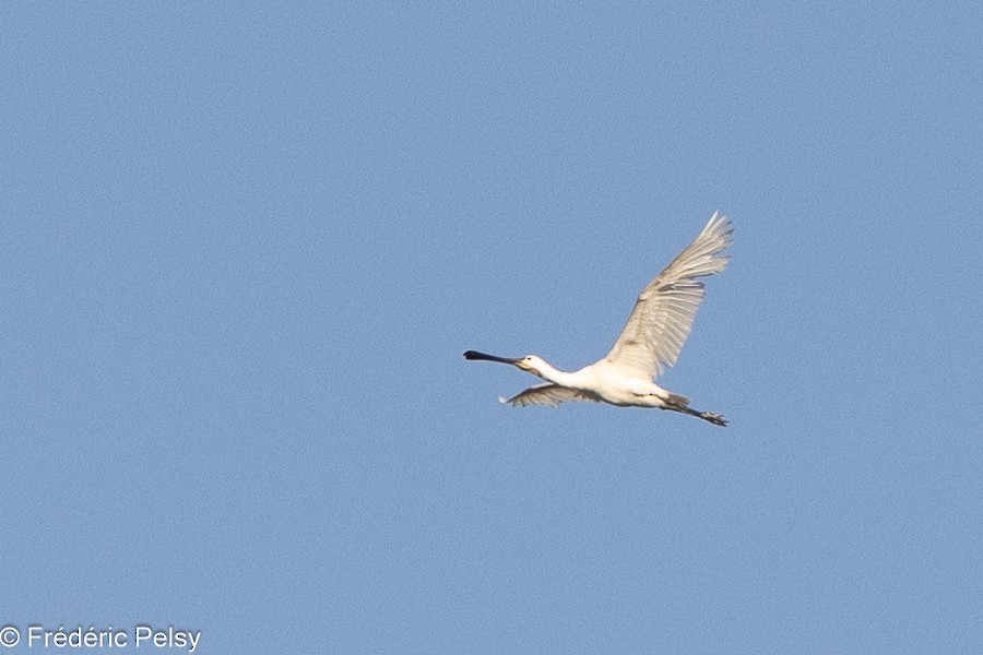 Eurasian Spoonbill - ML622550500