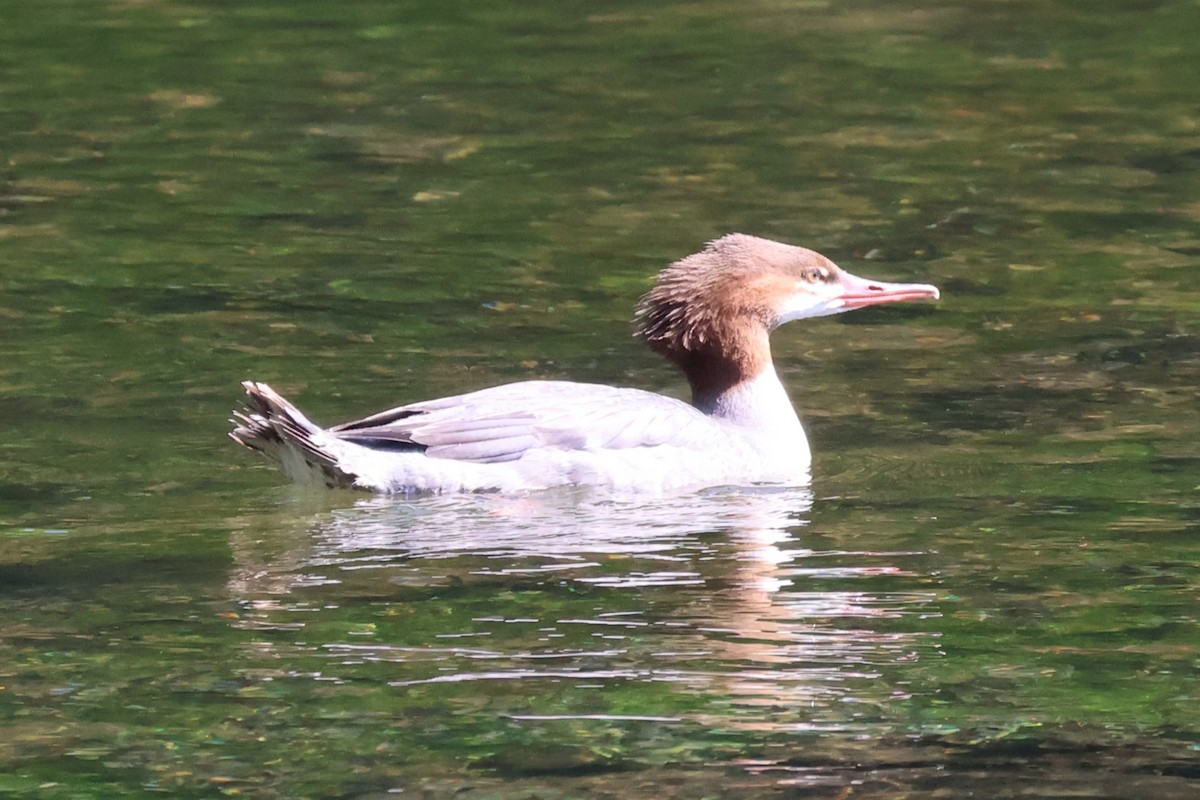 Common Merganser - ML622550503