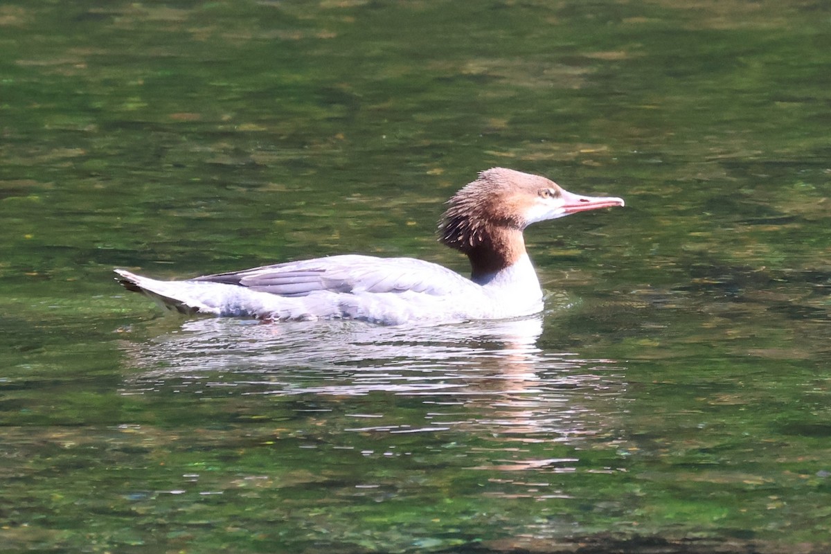 Common Merganser - ML622550504