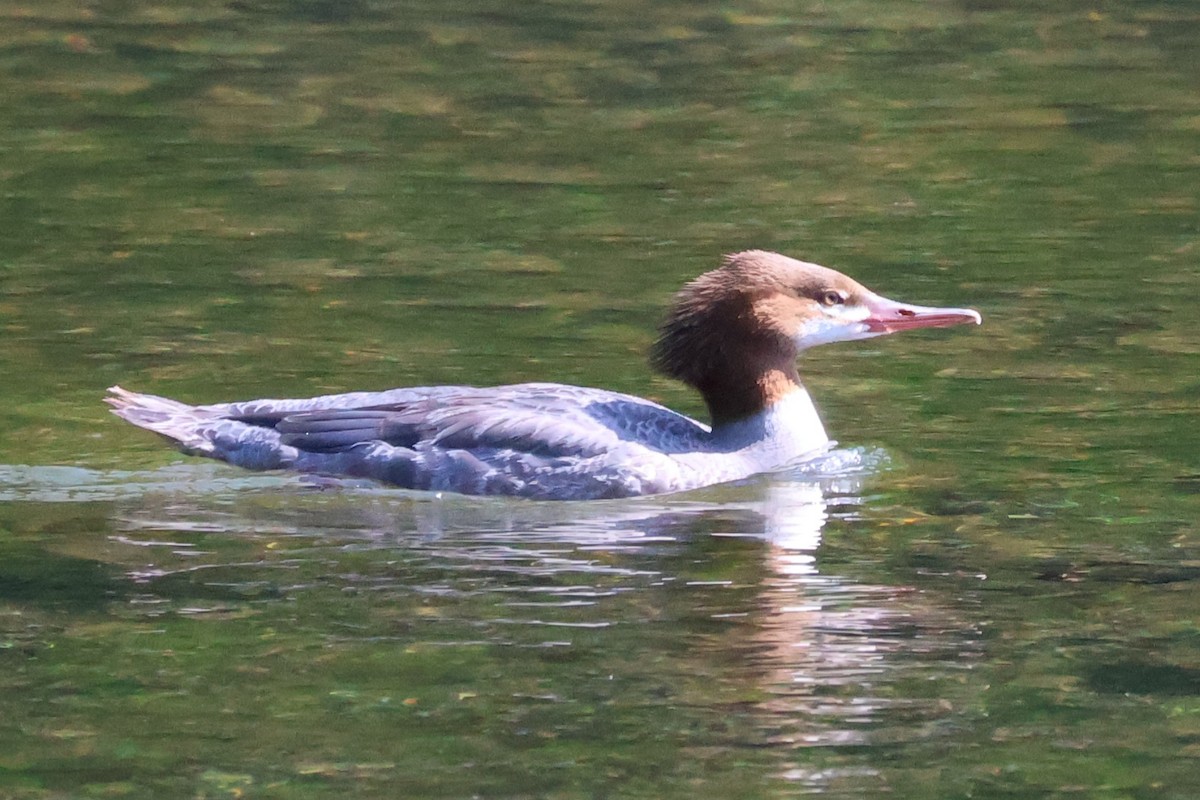 Common Merganser - ML622550505