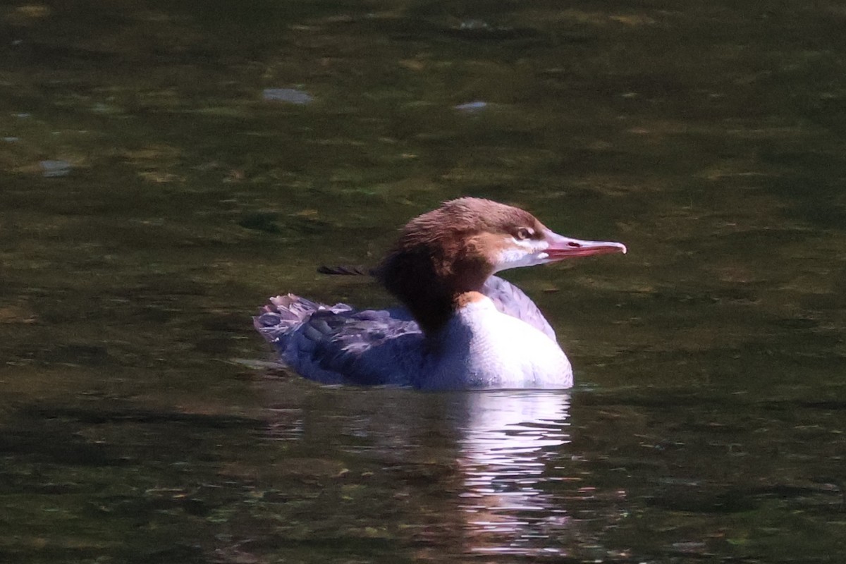 Common Merganser - ML622550506