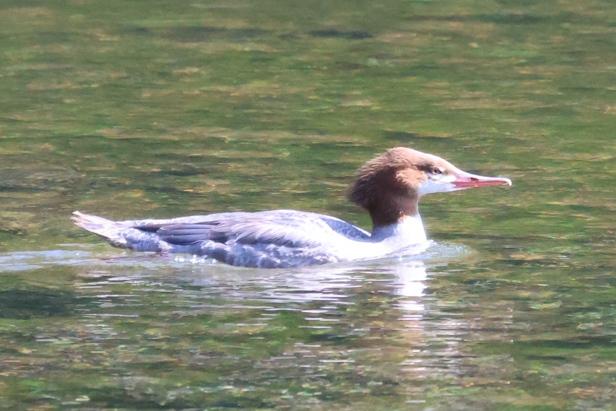 Common Merganser - Bradley Moore