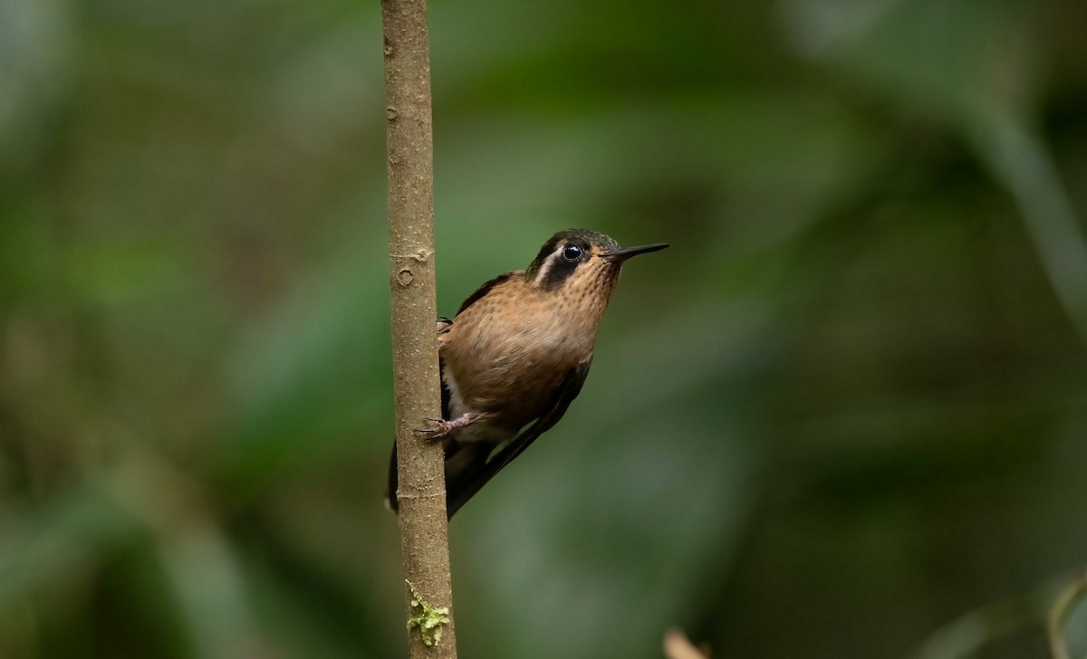 Speckled Hummingbird - ML622550579