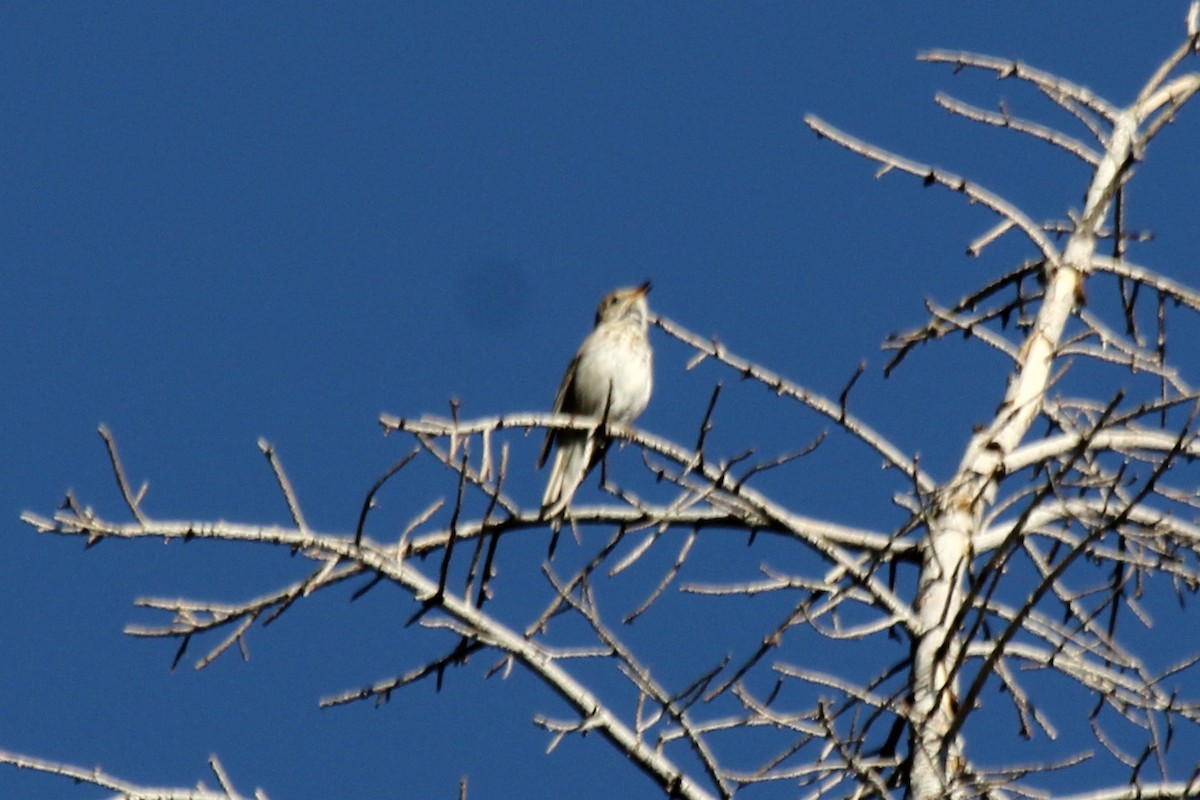Hermit Thrush (auduboni Group) - ML62255061