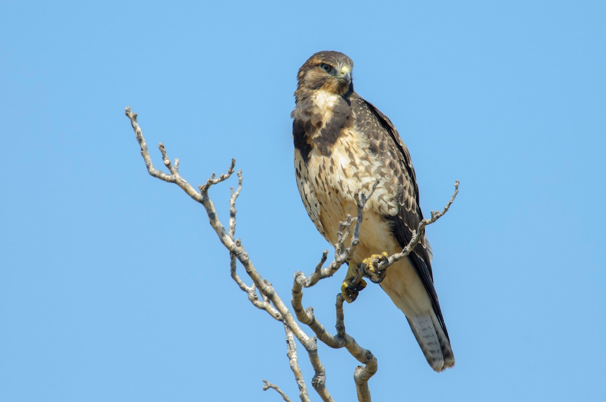 Swainson's Hawk - ML622550690