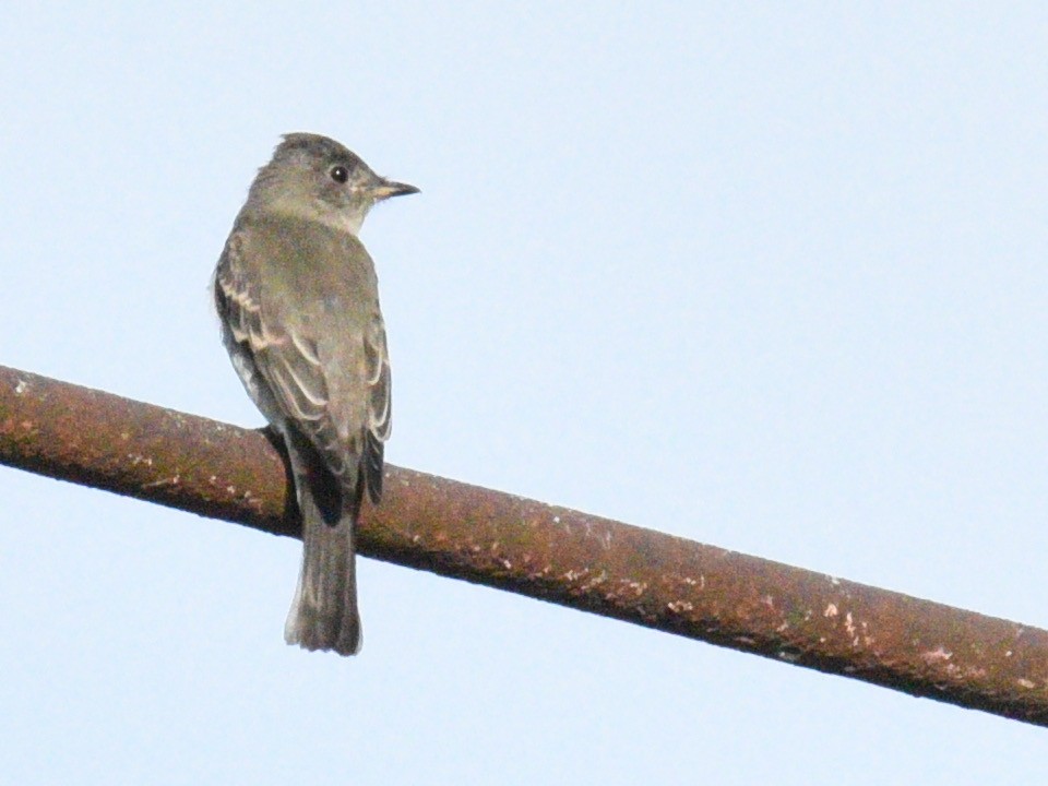 Eastern Wood-Pewee - ML622550784