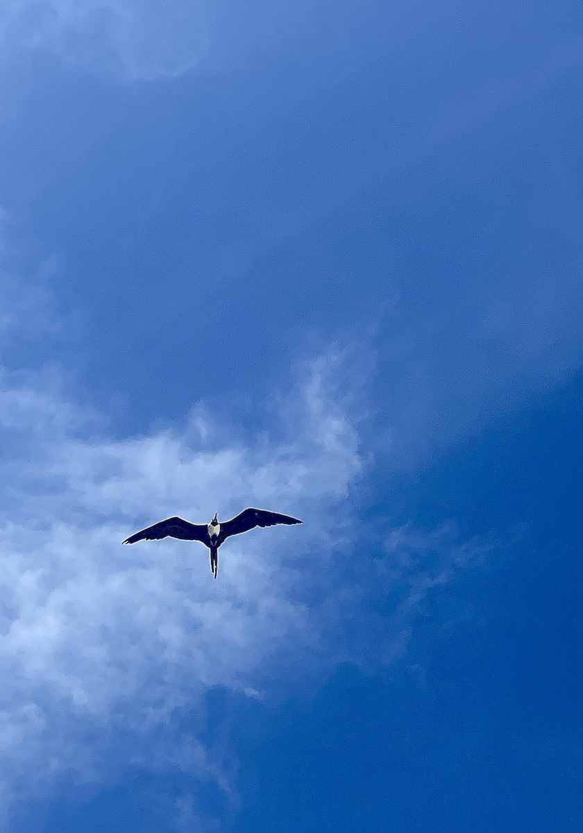 Magnificent Frigatebird - ML622550789