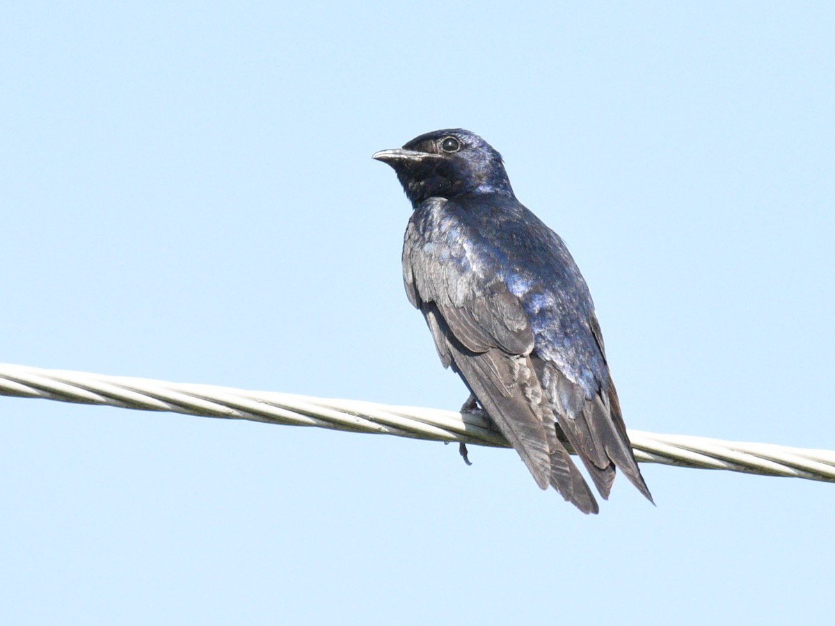 Purple Martin - ML622550808