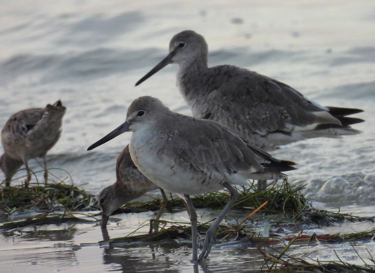 Willet - ML622550831