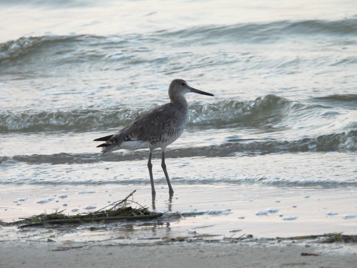 Willet - ML622550832