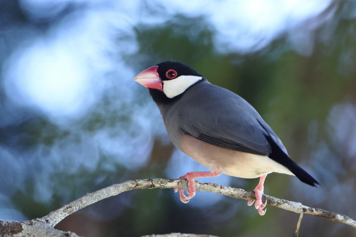 Java Sparrow - Ohad Sherer