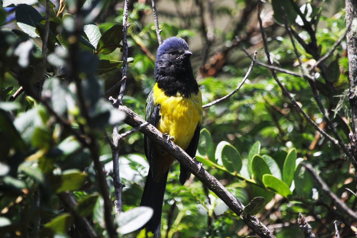 Black-chested Mountain Tanager - ML622550914