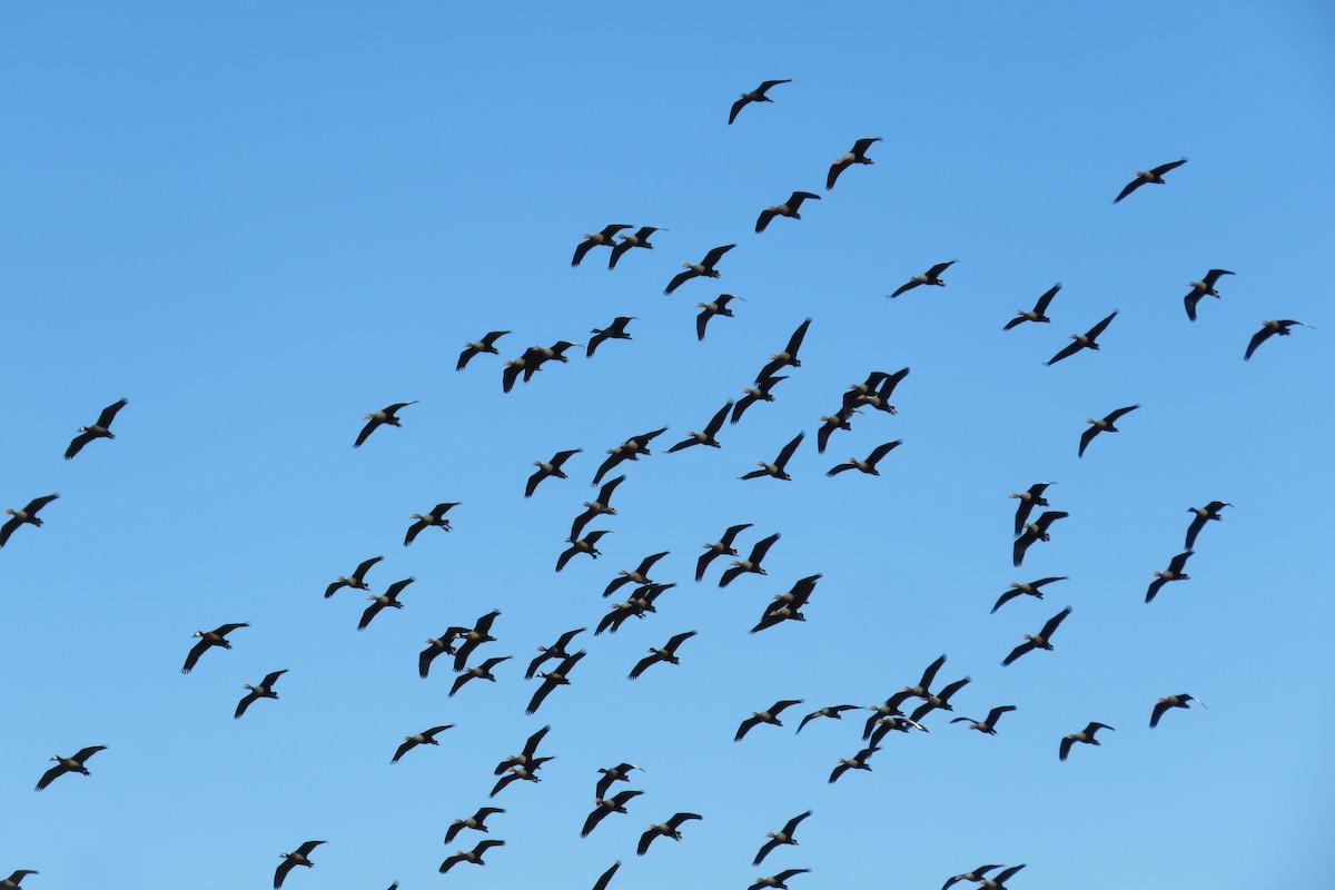 Black-bellied Whistling-Duck - ML622550915