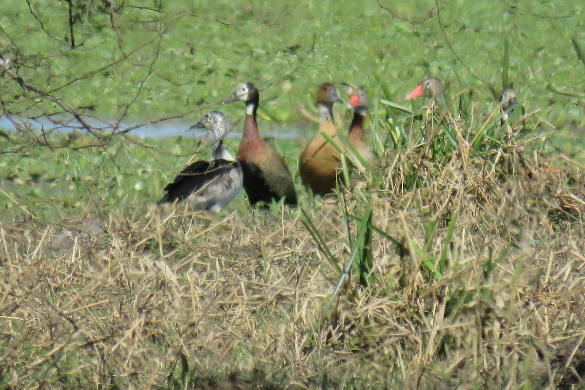 Black-bellied Whistling-Duck - ML622550916