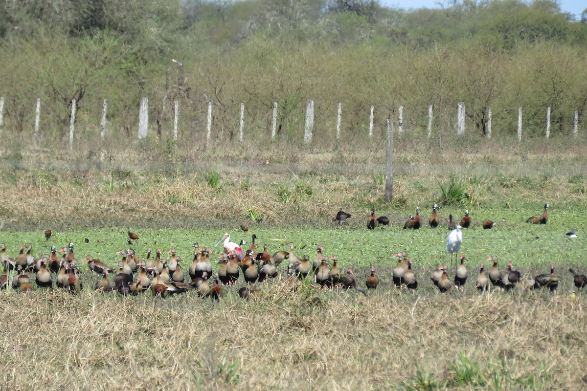 Black-bellied Whistling-Duck - ML622551001