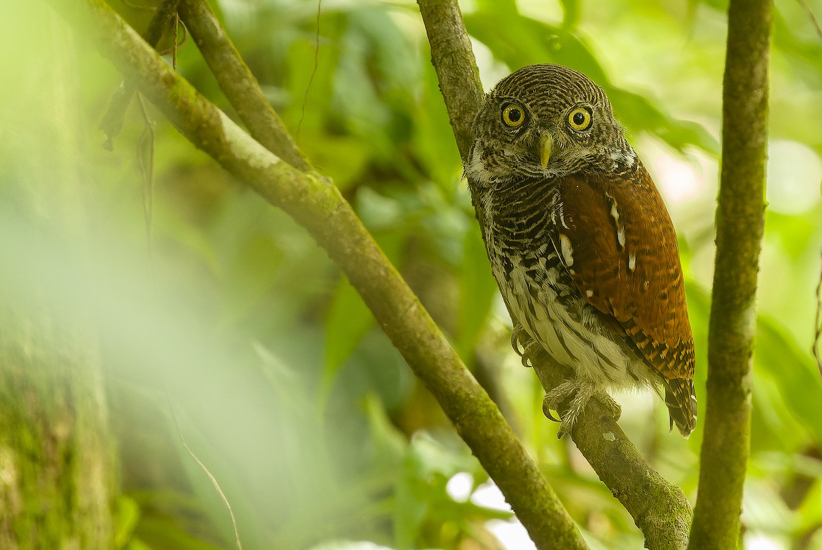 Chestnut-backed Owlet - Joachim Bertrands | Ornis Birding Expeditions