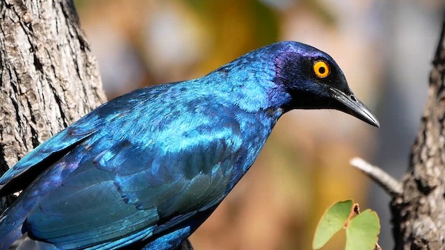 Cape Starling - ML622551036