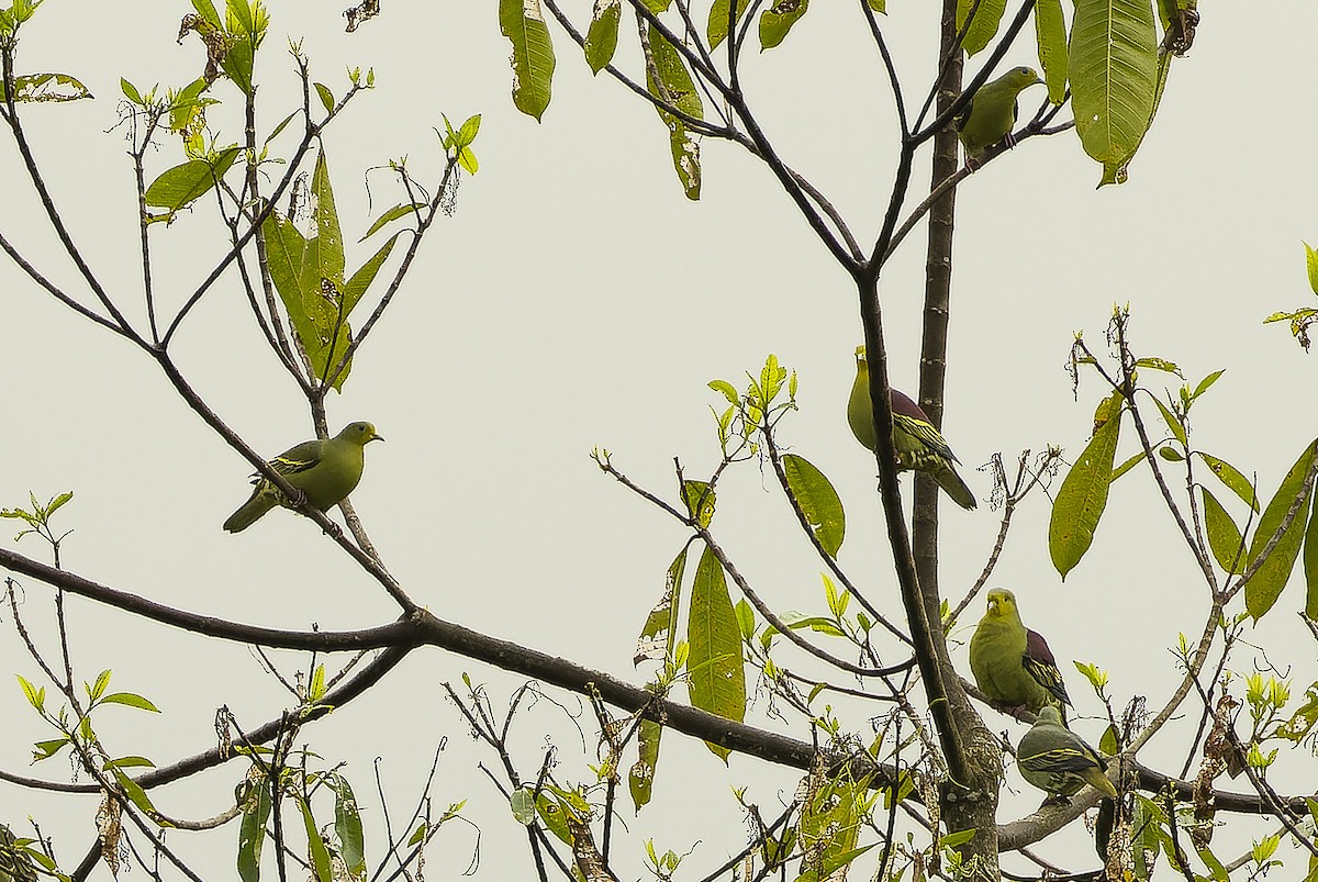 Sri Lanka Green-Pigeon - ML622551038