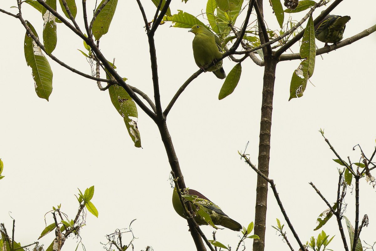 Sri Lanka Green-Pigeon - ML622551040