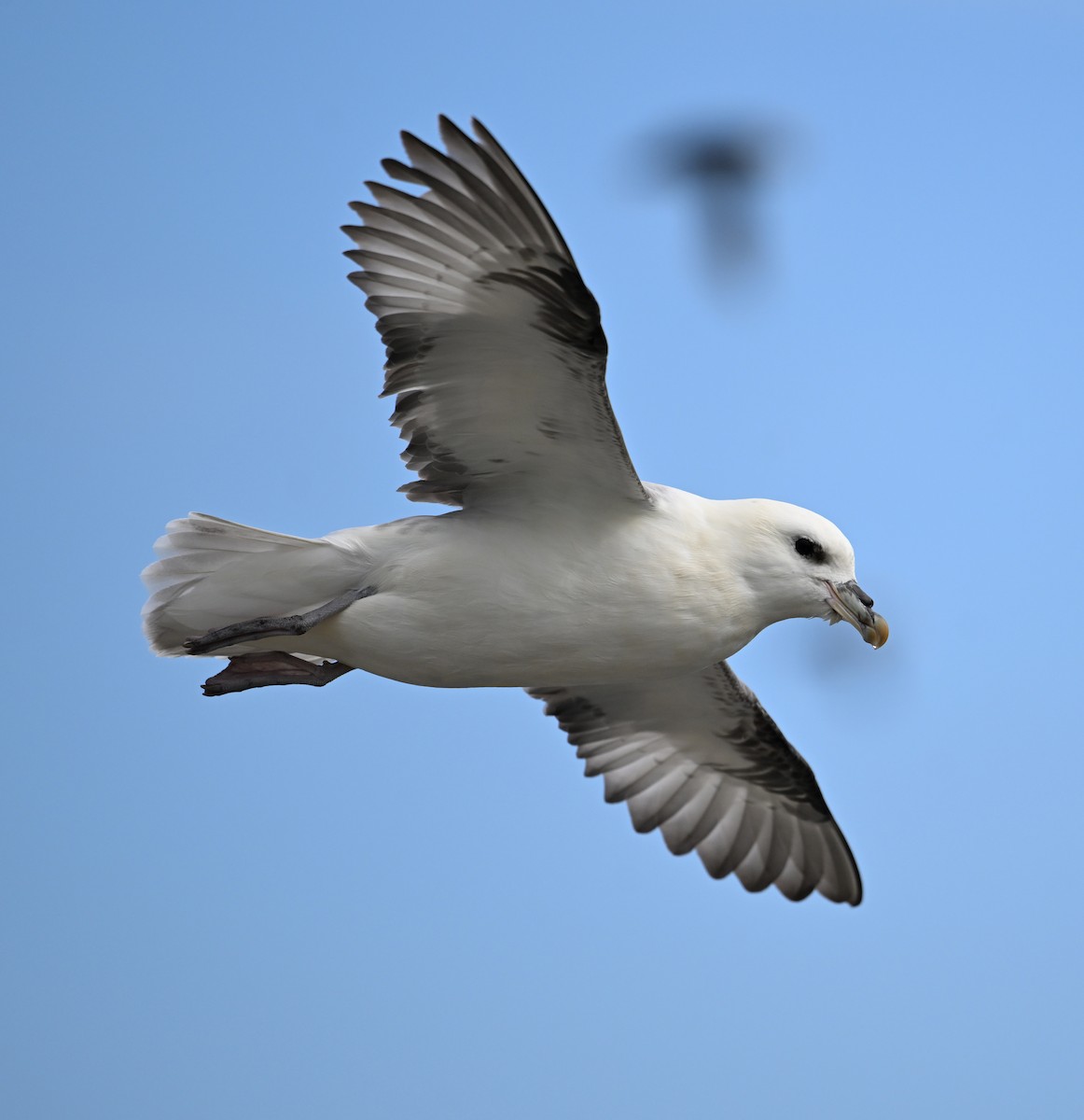 Northern Fulmar (Atlantic) - David Darrell-Lambert