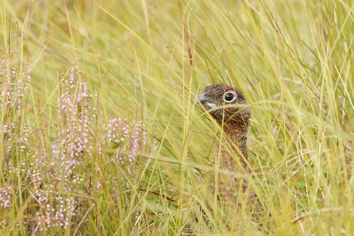 Willow Ptarmigan (Red Grouse) - ML622551067