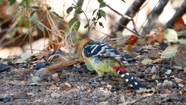 Crested Barbet - ML622551068