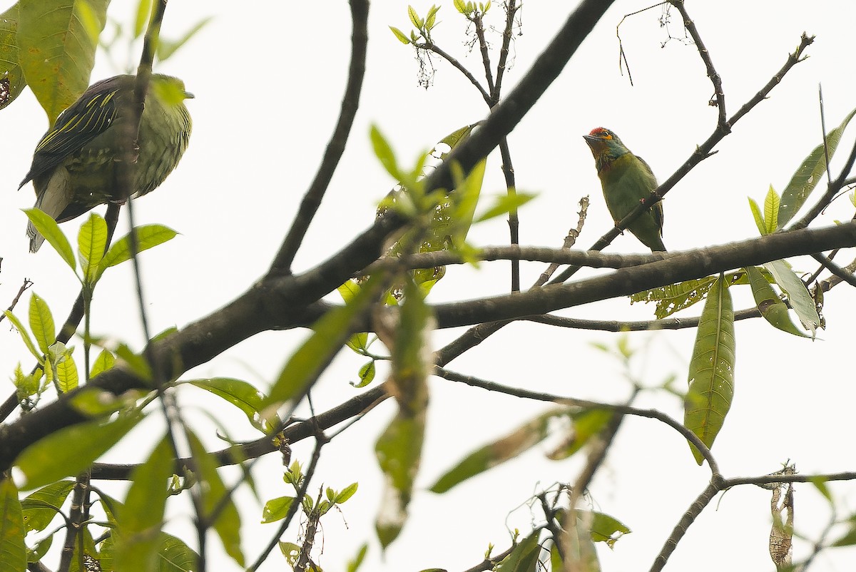 Sri Lanka Green-Pigeon - ML622551069