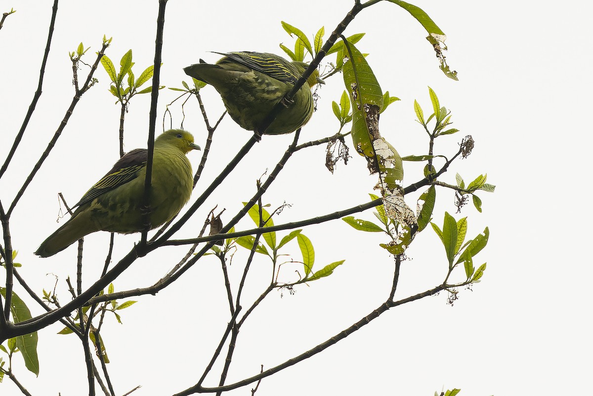 Sri Lanka Green-Pigeon - ML622551070